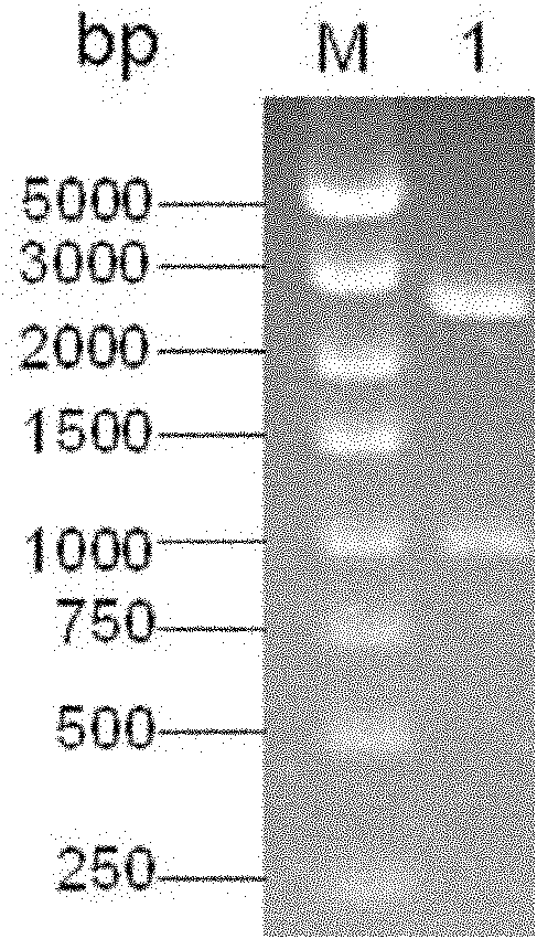 Swine influenza virus H3N2 subtype hemagglutinin (HA)-1 protein recombinant suipoxvirus and preparation method thereof