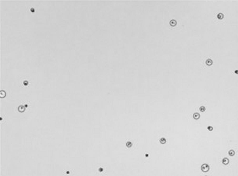 Cell lysate and application thereof for ATP detection