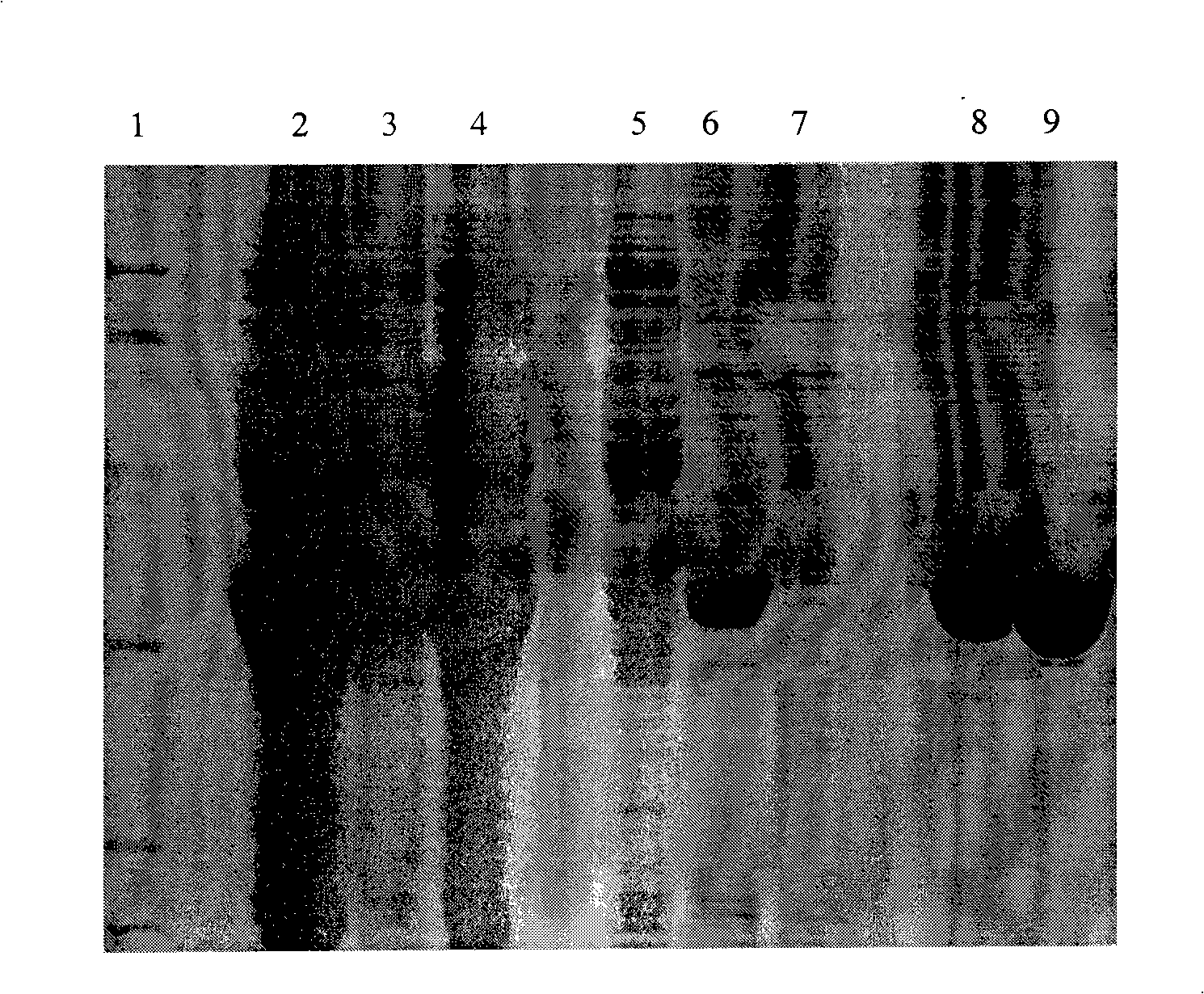 Artificial recombined hexon protein A, constructing method thereof and use