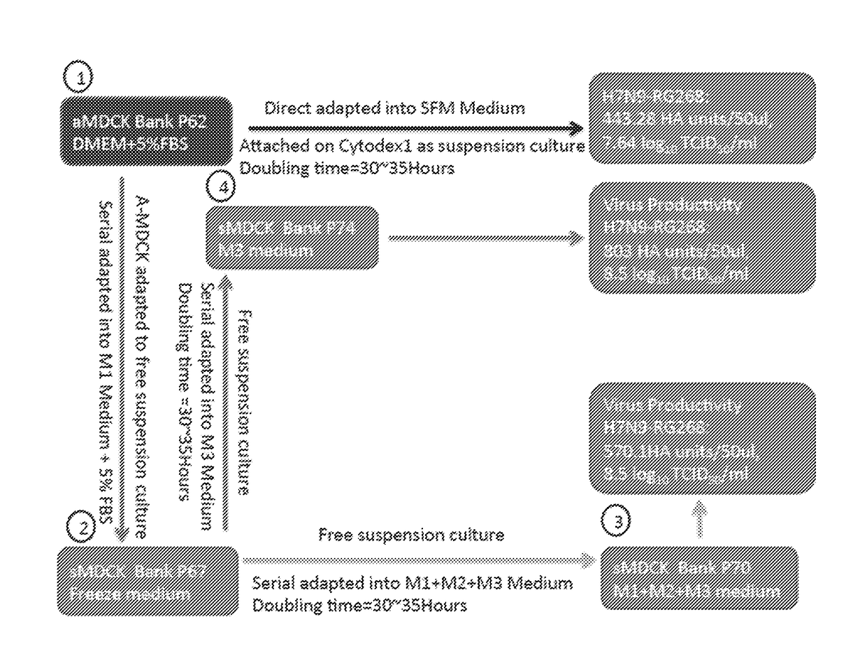 Mdck suspension cell lines in serum-free, chemically-defined media for vaccine production