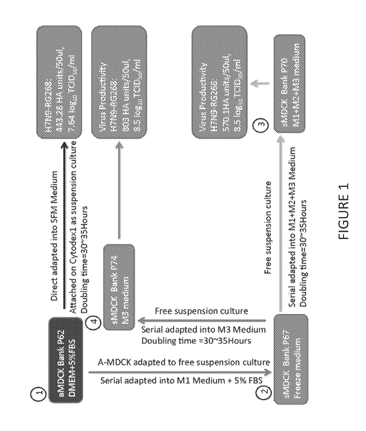 Mdck suspension cell lines in serum-free, chemically-defined media for vaccine production