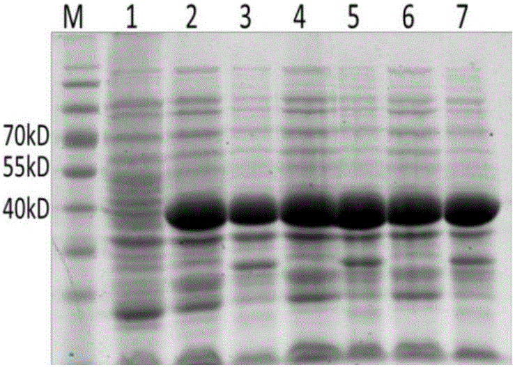 Detection kit for chicken infectious bronchitis indirect ELISA antibody