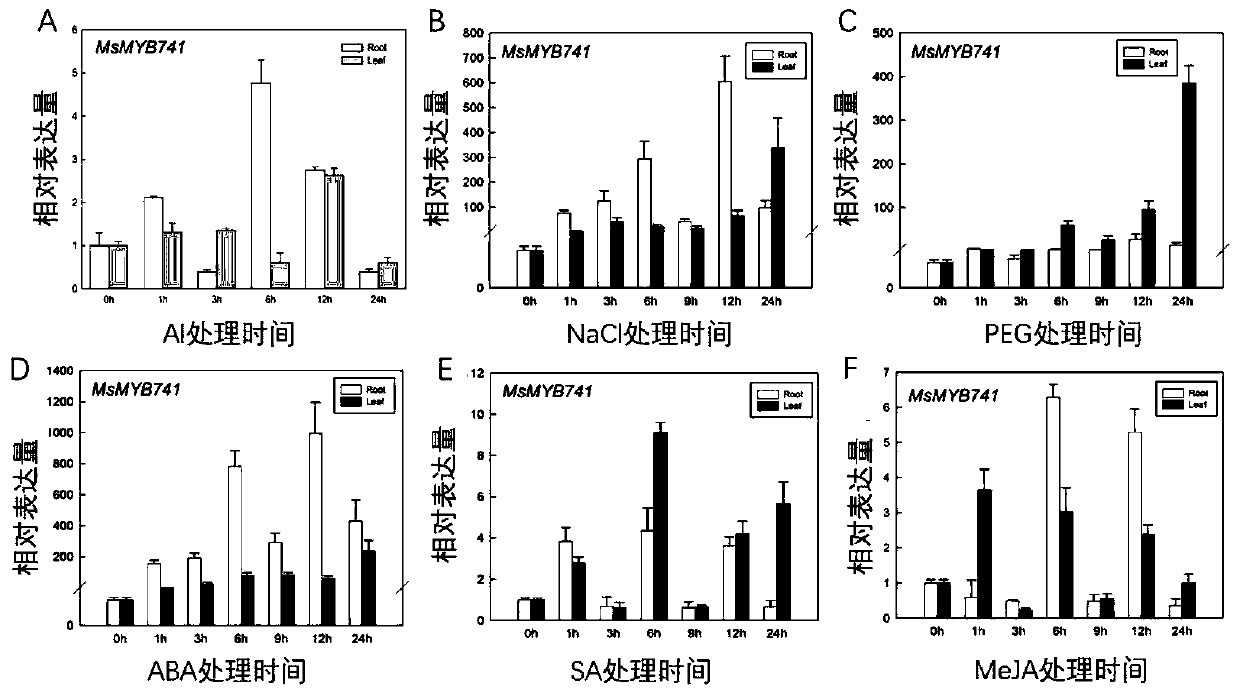 Medicago sativa MYB transcription factor and aluminum-tolerant application thereof