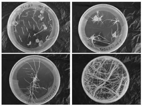 Medicago sativa MYB transcription factor and aluminum-tolerant application thereof