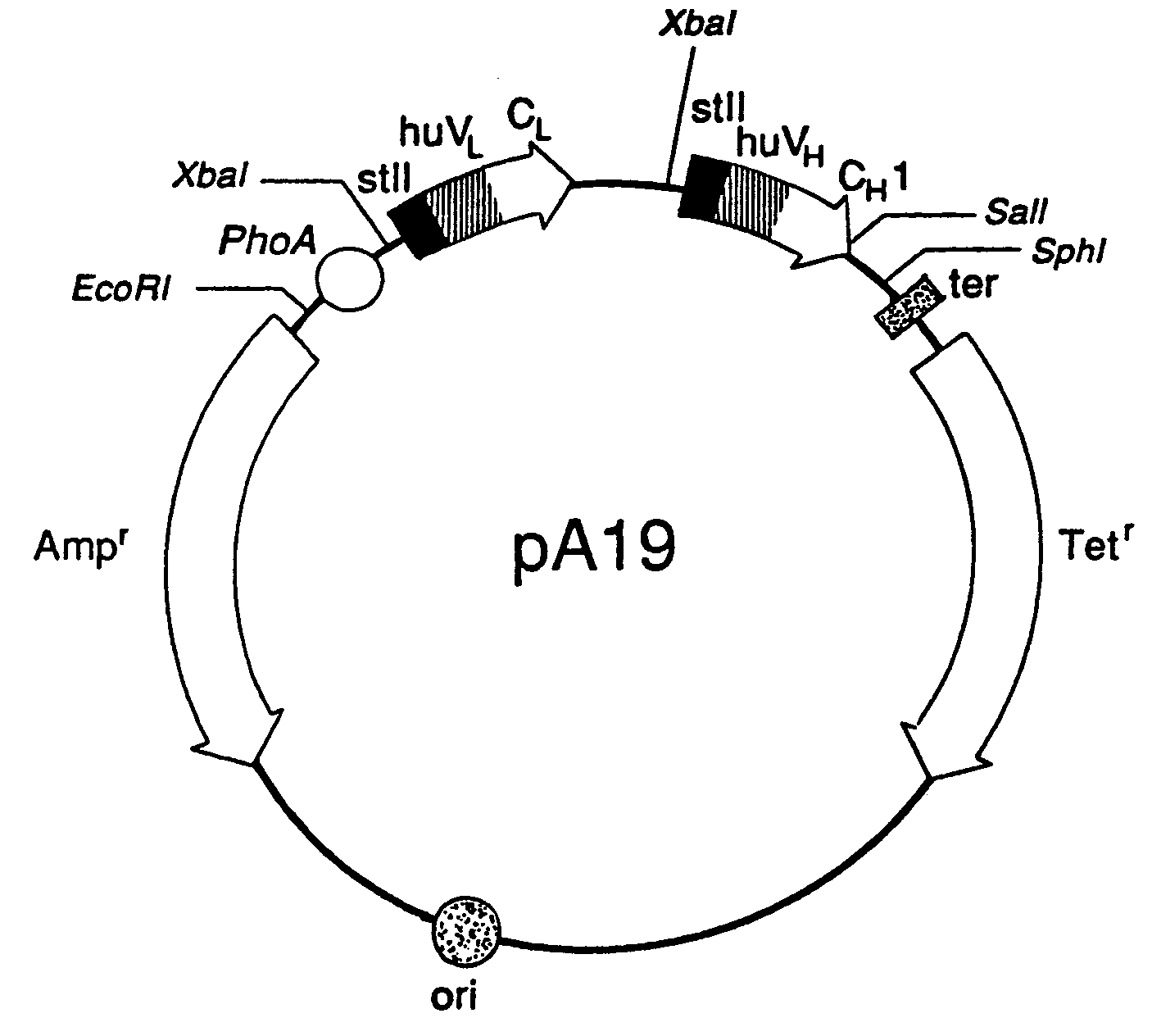 Expression of functional antibody fragments