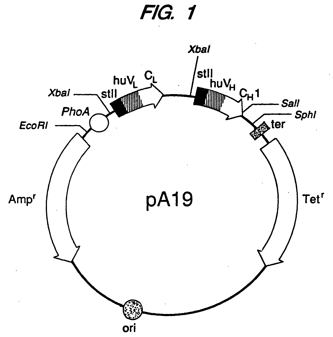 Expression of functional antibody fragments