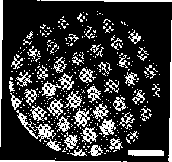 Preparation method of nanometer ordered structure biomaterial membranous layer based on super hydro philic/hydro phobic characteristic template