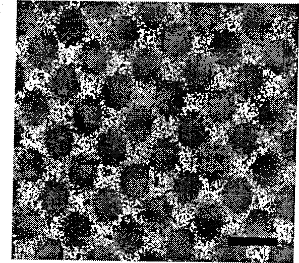 Preparation method of nanometer ordered structure biomaterial membranous layer based on super hydro philic/hydro phobic characteristic template