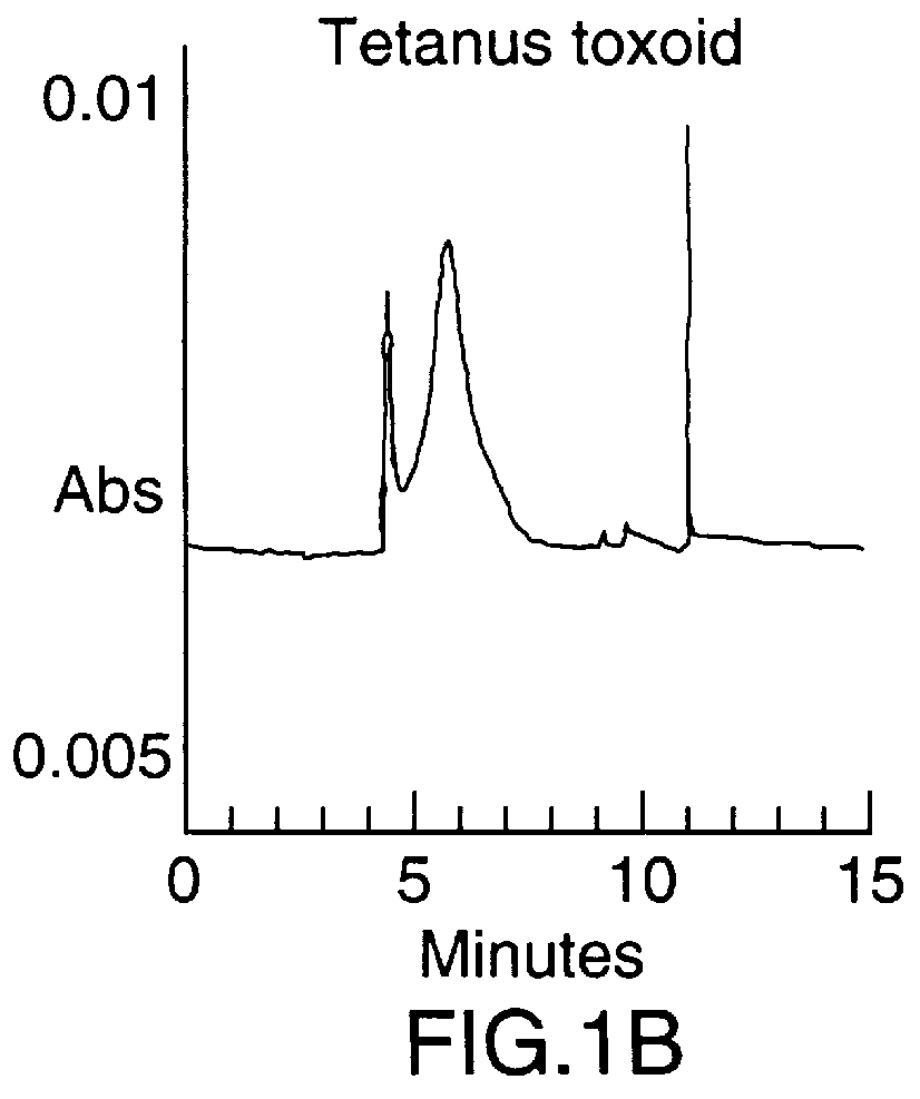 Neisseria meningitidis capsular polysacchride conjugates