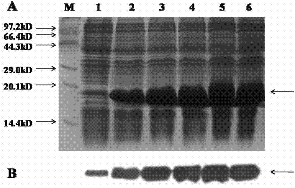 Method for preparing intragenus recombinant fungal immunomodulatory proteins and application of intragenus recombinant fungal immunomodulatory proteins