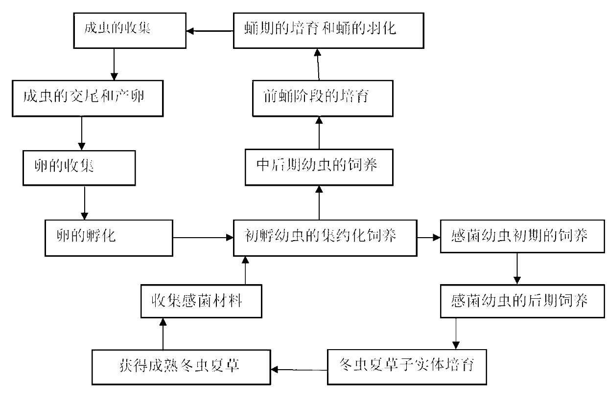 Method for cultivating cordyceps indoors