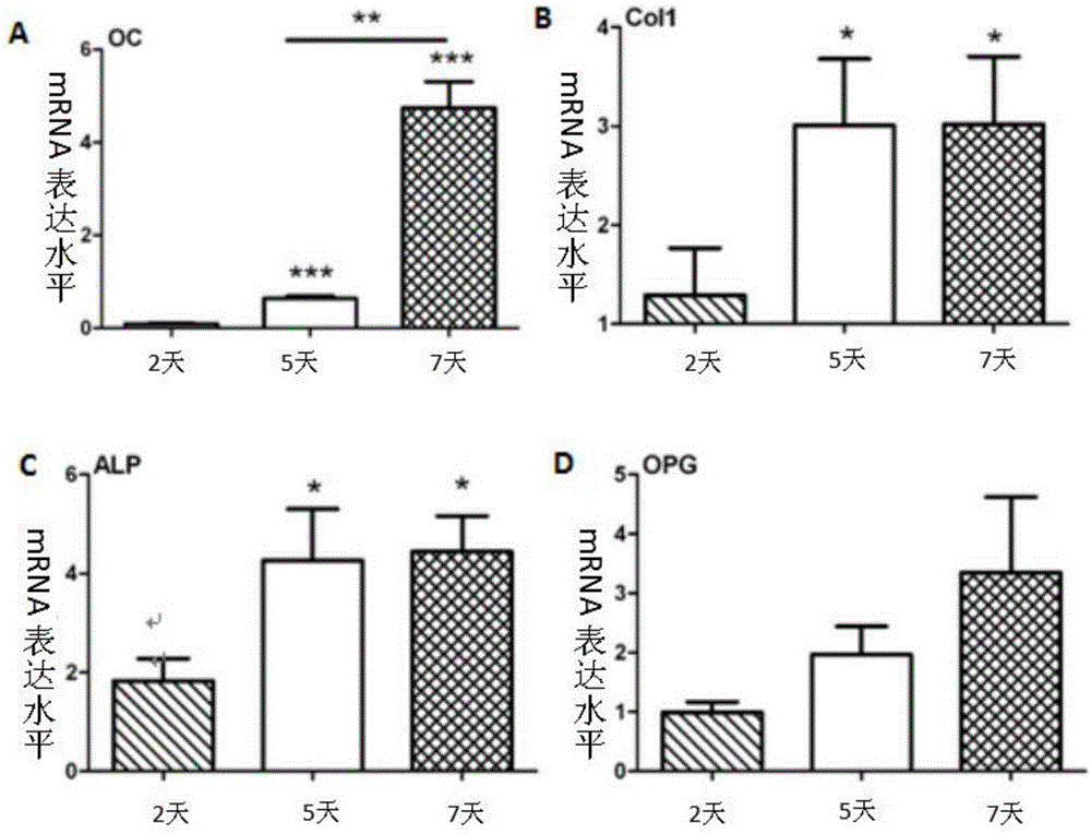 Osteoblast differentiation gene detection kit