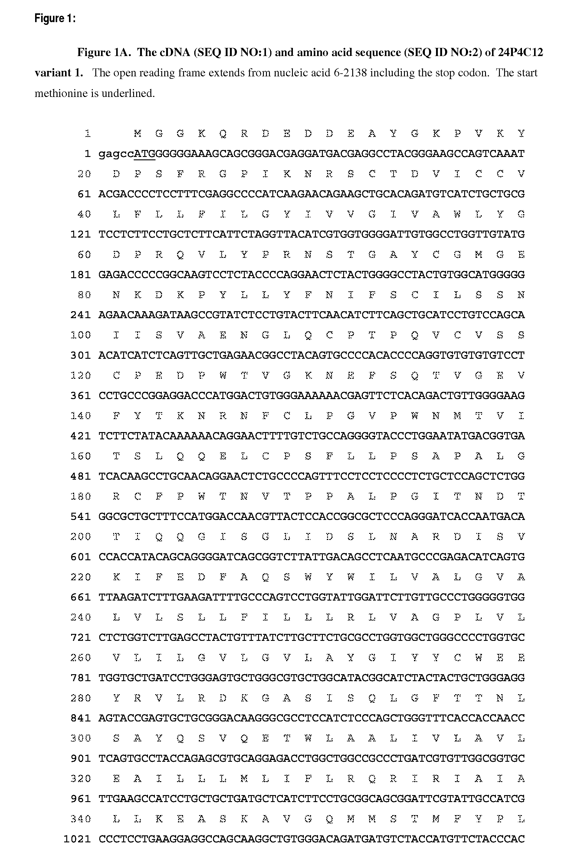 Antibody drug conjugates (ADC) that bind to 24P4C12 proteins