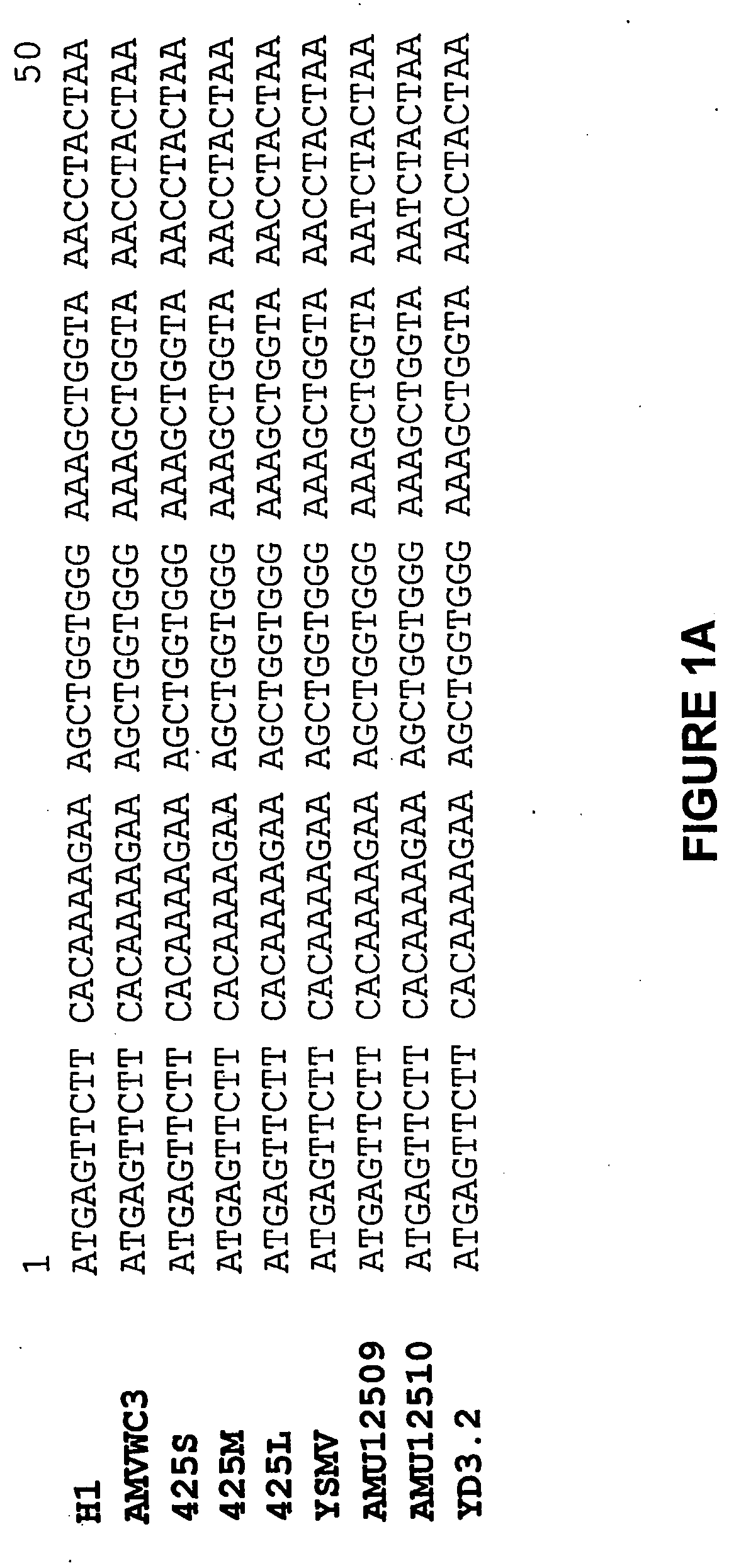 Method of enhancing virus-resistance in plants and producing virus-immune plants