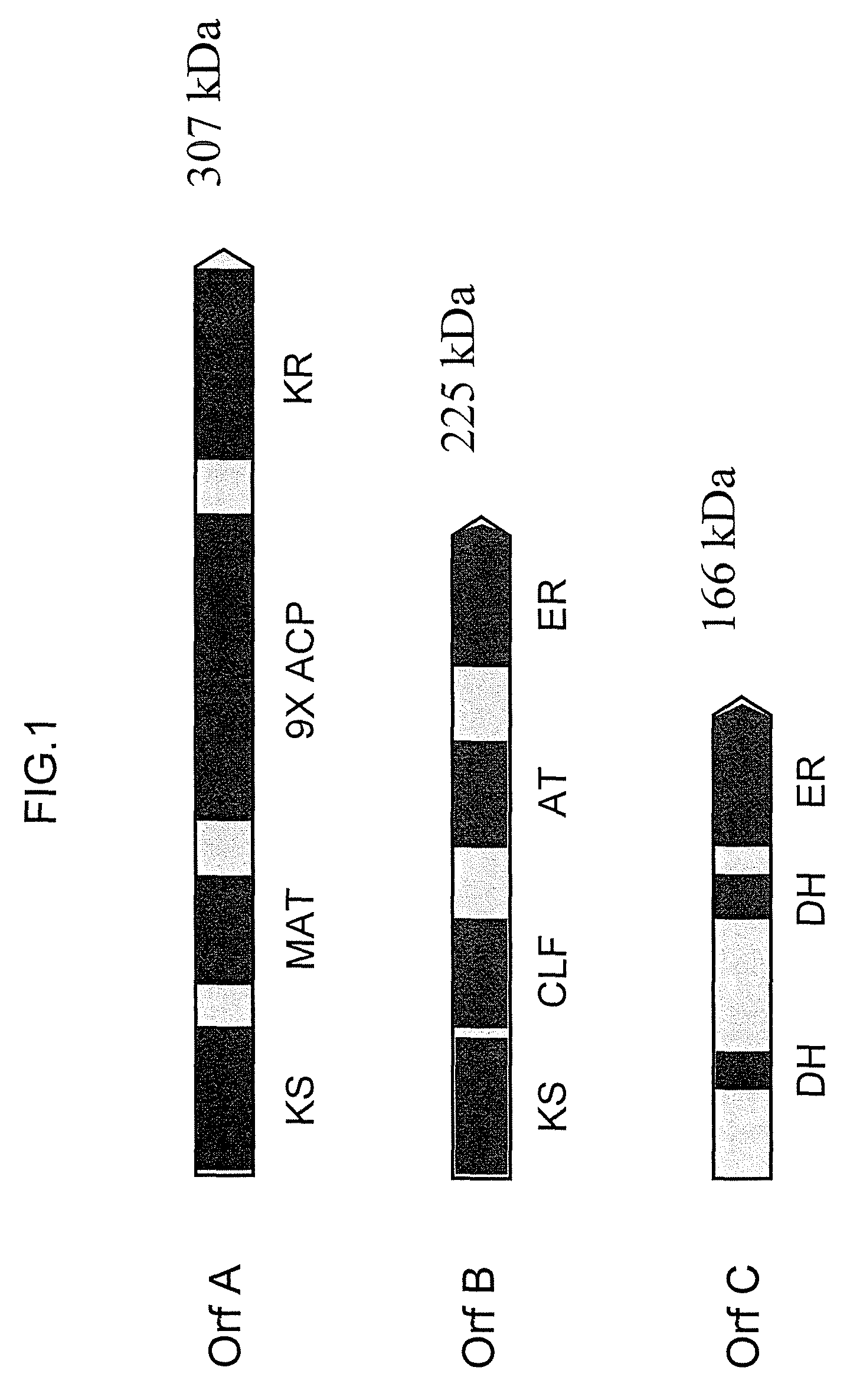 PUFA polyketide synthase systems and uses thereof