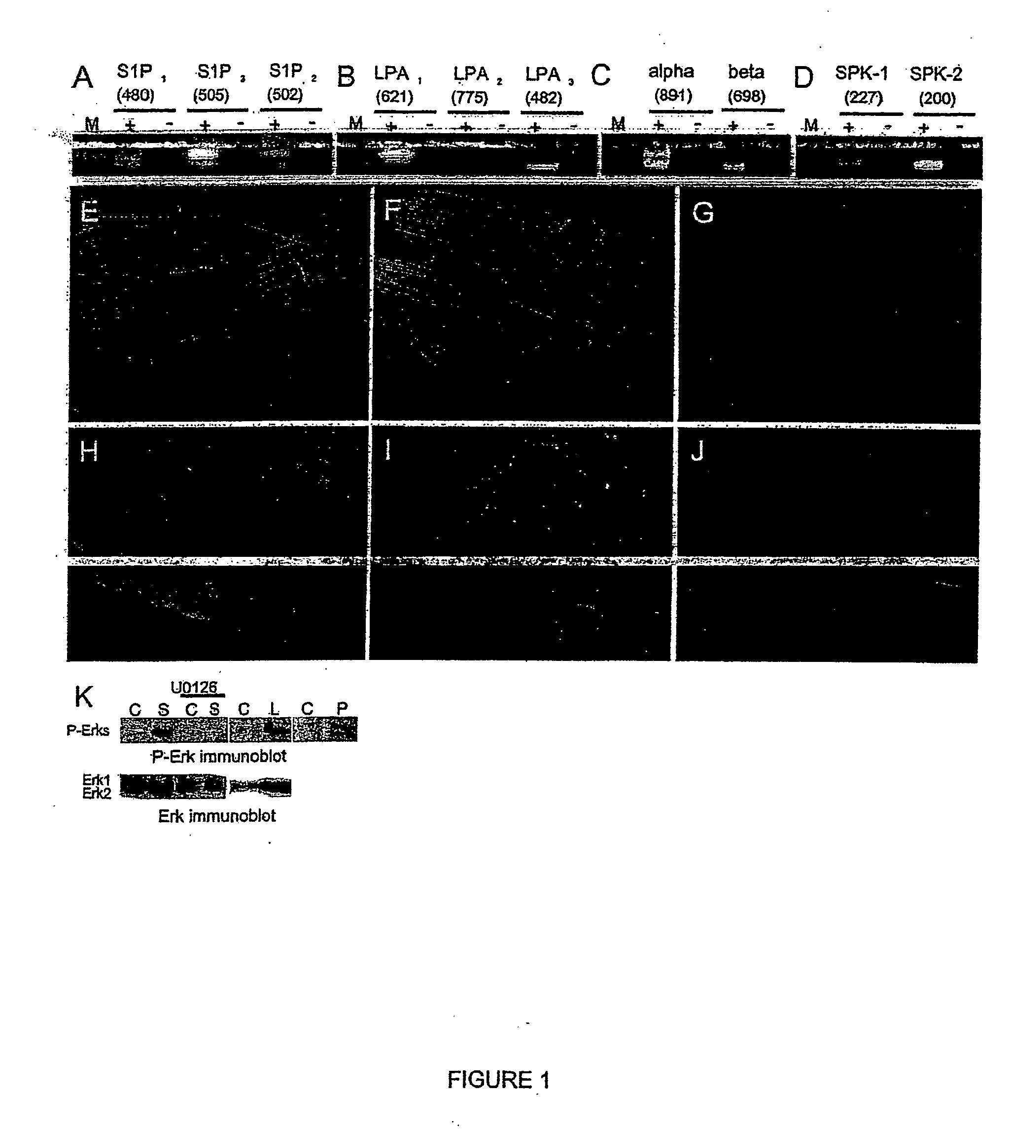 Methods of regulating differentiation in stem cells