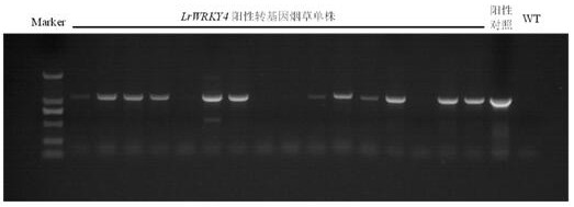 A Minjiang lily wrky transcription factor gene lrwrky4 and its application