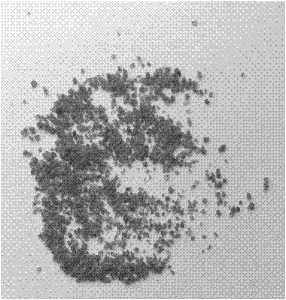 Microgranular alginate water-soluble fertilizer prepared by means of melting complexation reaction, and preparation method of microgranular alginate water-soluble fertilizer