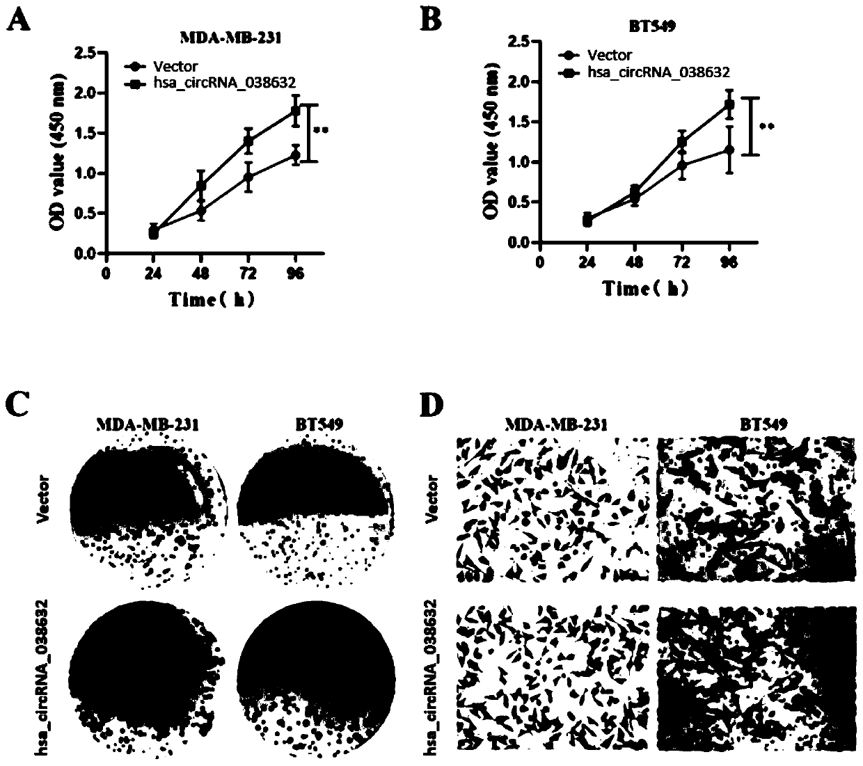 CircRNA detection kit for predicting neoadjuvant chemotherapy reactivity of triple-negative breast cancer (TNBC)