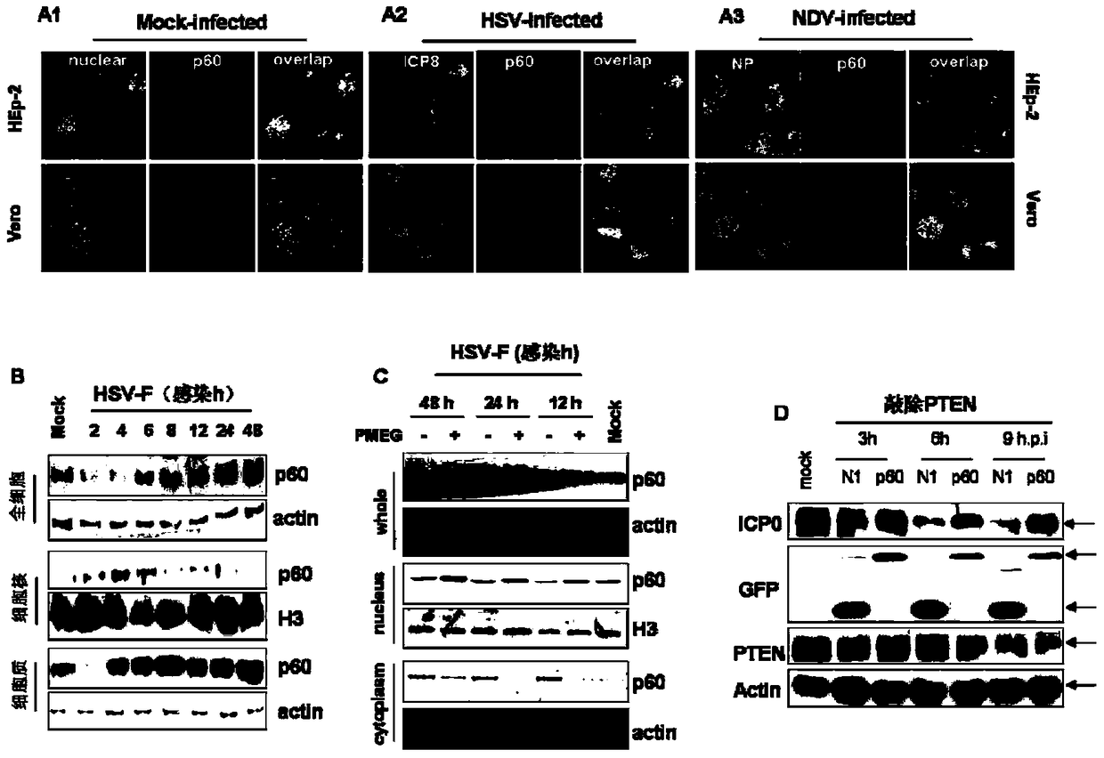 A method for optimizing the preparation of inactivated vaccines and/or live attenuated vaccines