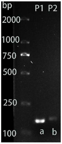 Molecular marker for efficient utilization of QTL site by barley phosphorus and application of marker