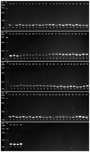 Molecular marker for efficient utilization of QTL site by barley phosphorus and application of marker