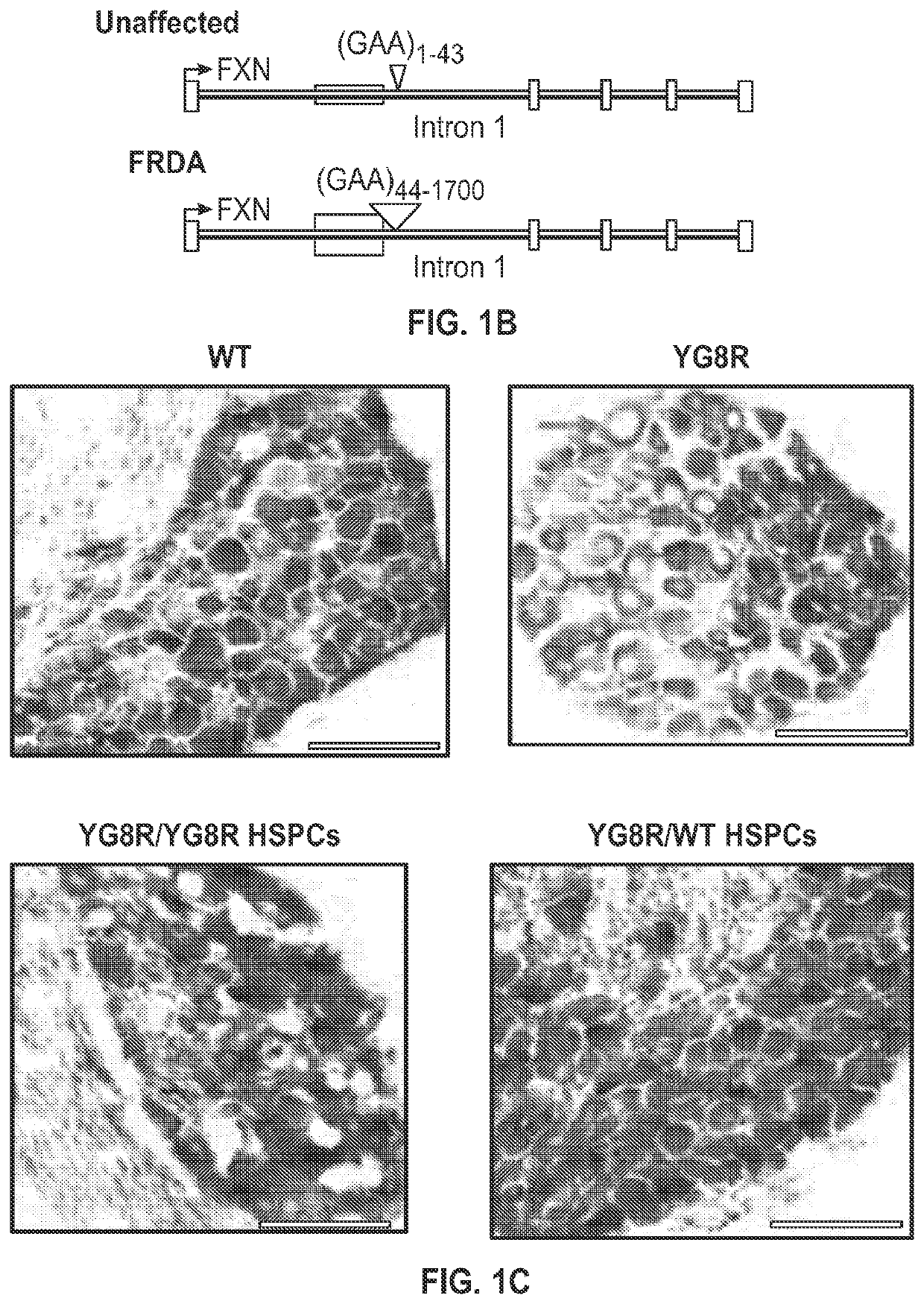 Methods of treating mitochondrial disorders