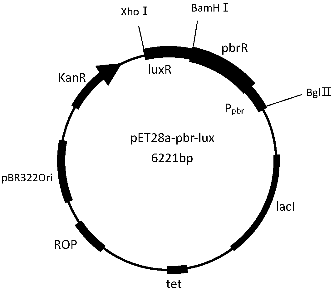 Method for establishing lead ion sensitive whole-cell biosensor