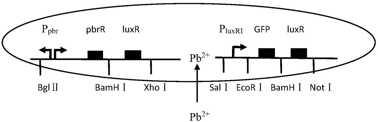 Method for establishing lead ion sensitive whole-cell biosensor