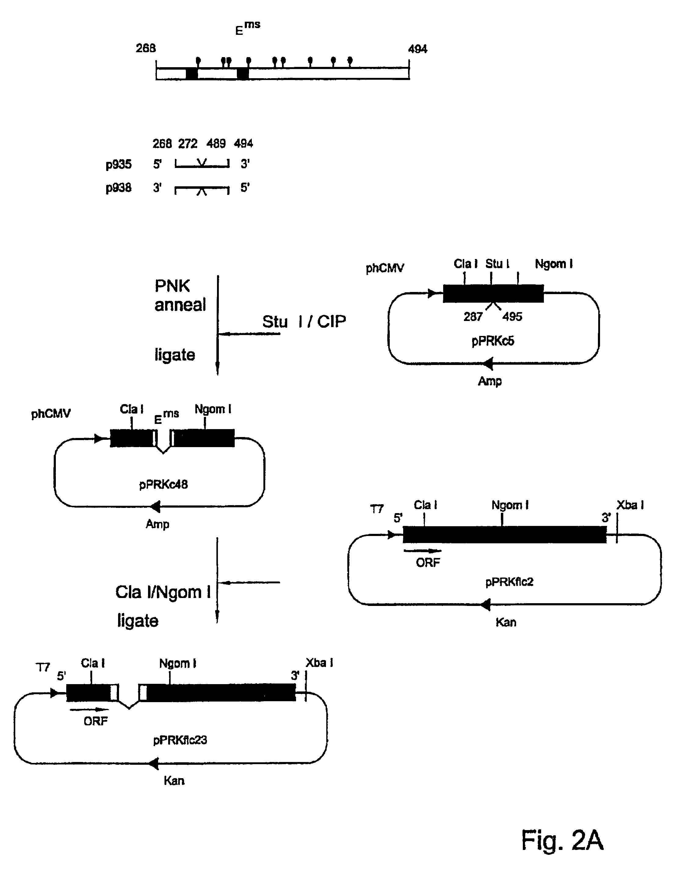 Non-spreading pestivirus