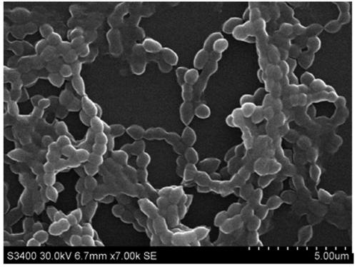 Streptococcus and application thereof