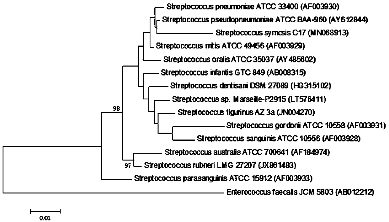 Streptococcus and application thereof