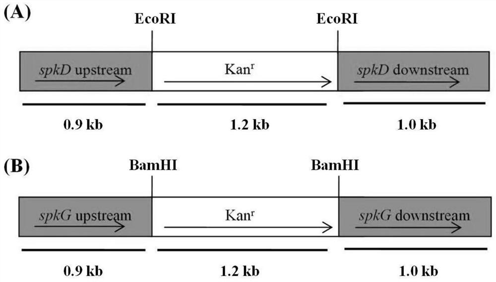 A method and application of regulating unsaturated fatty acid synthesis in Synechocystis