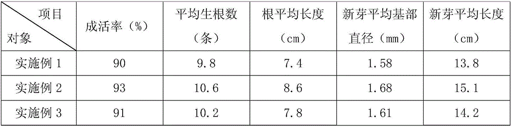 Method for raising oiltea camellia seedlings by cutting