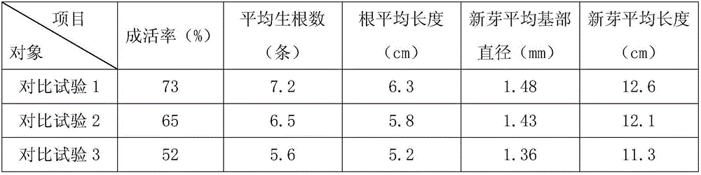 Method for raising oiltea camellia seedlings by cutting