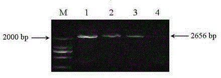 Promoter with both plant overground tissue organ specificity and photoinduced specificity and application thereof