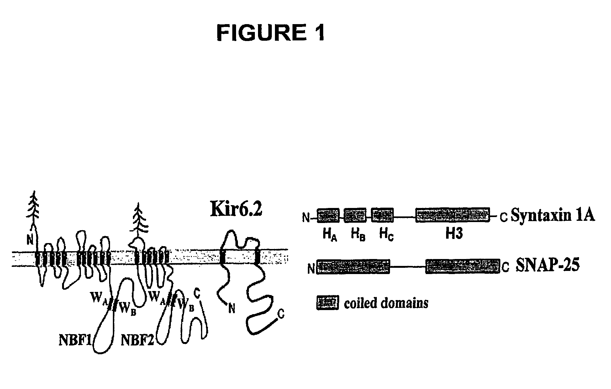 Drug target within the sulfonylurea receptor