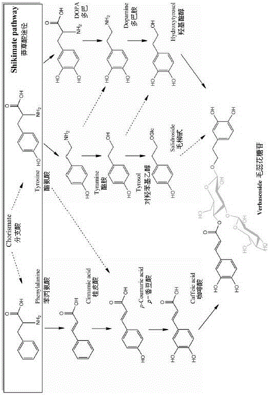 Verbascoside biosynthesis pathway and verbascoside biosynthesis enzyme related genes