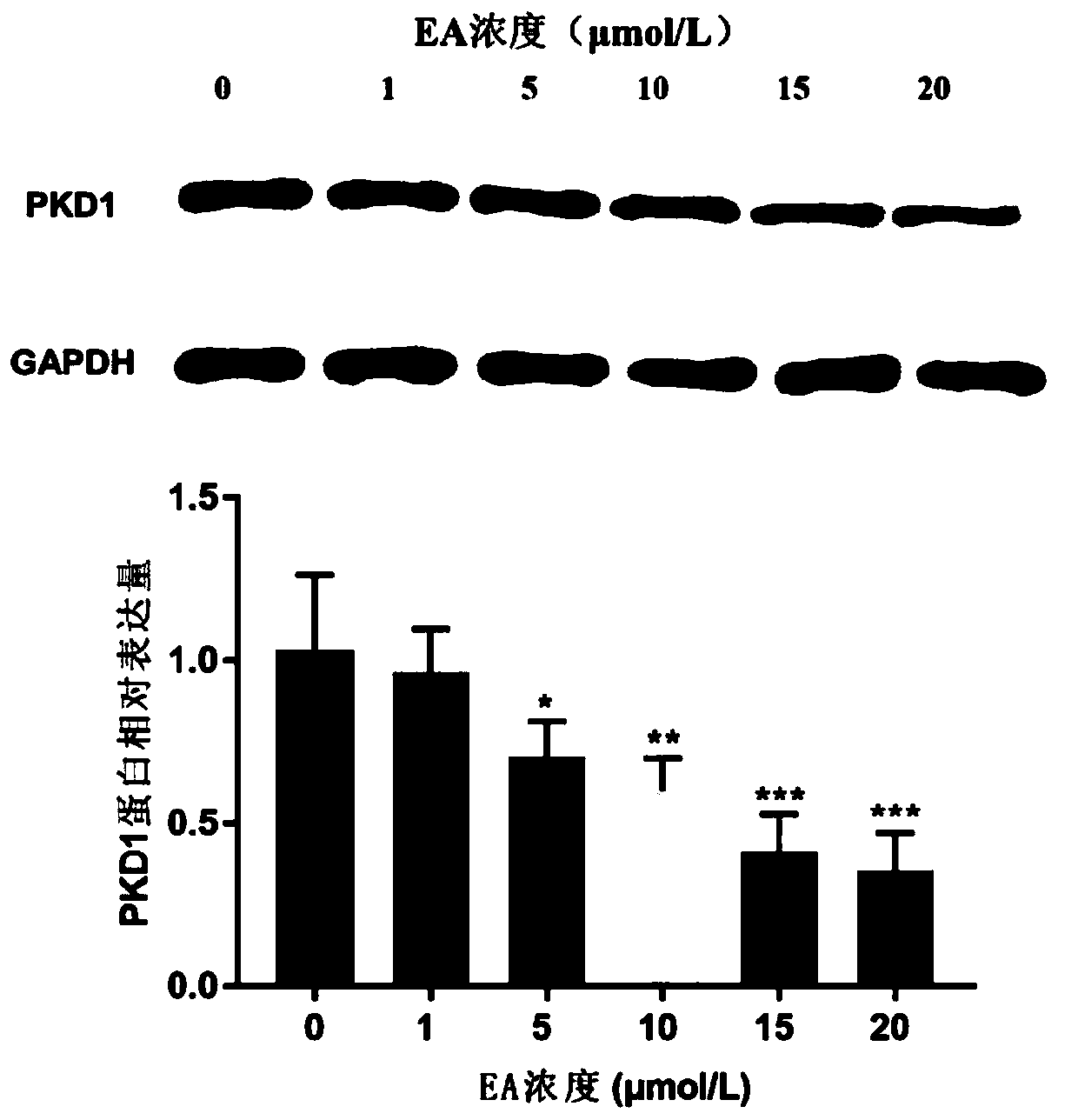 Application of ebracteolatain A in preparing drugs for treating breast cancer