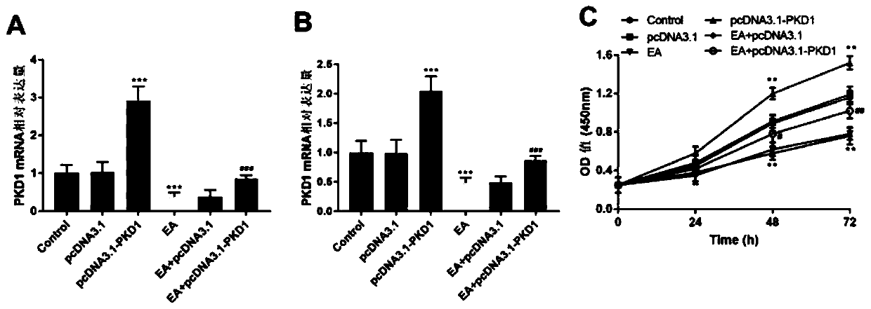 Application of ebracteolatain A in preparing drugs for treating breast cancer