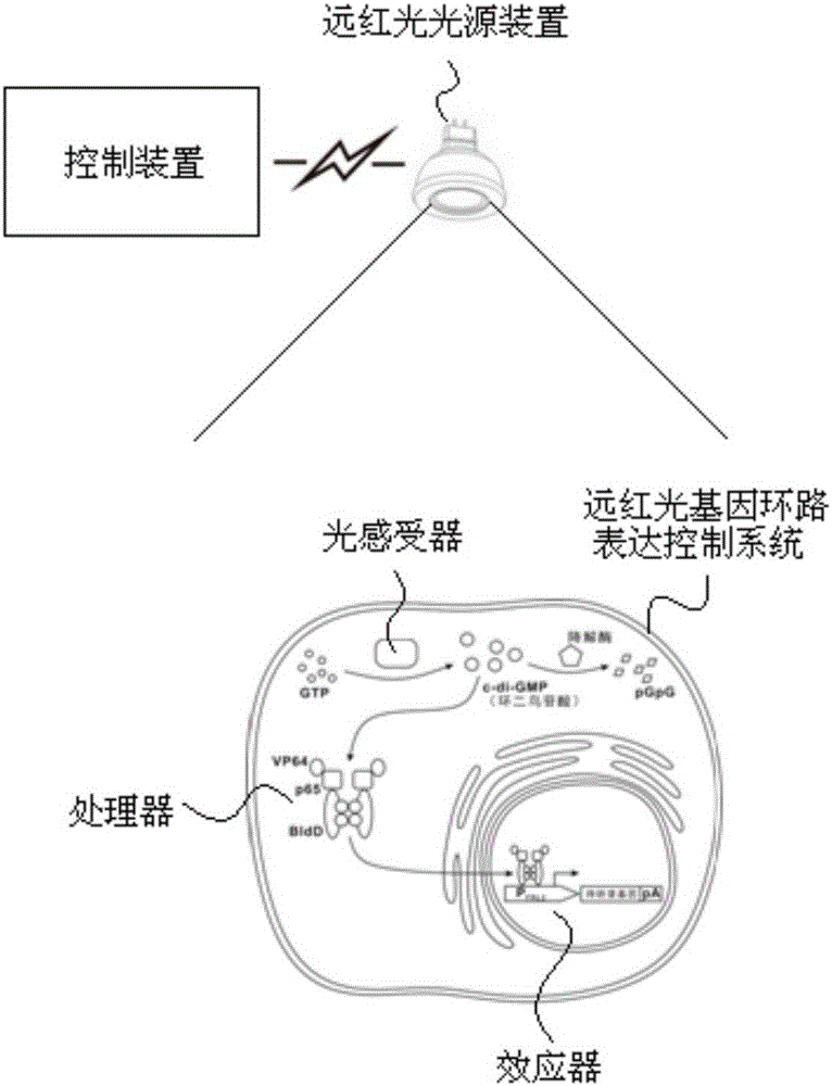 Method for performing transgenic regulation expression by using far red light gene loop expression control system