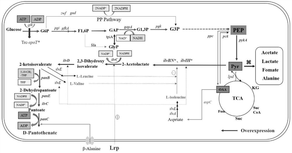 Plasmid-free and inducer-free genetically engineered bacterium for producing D-pantothenic acid and construction method