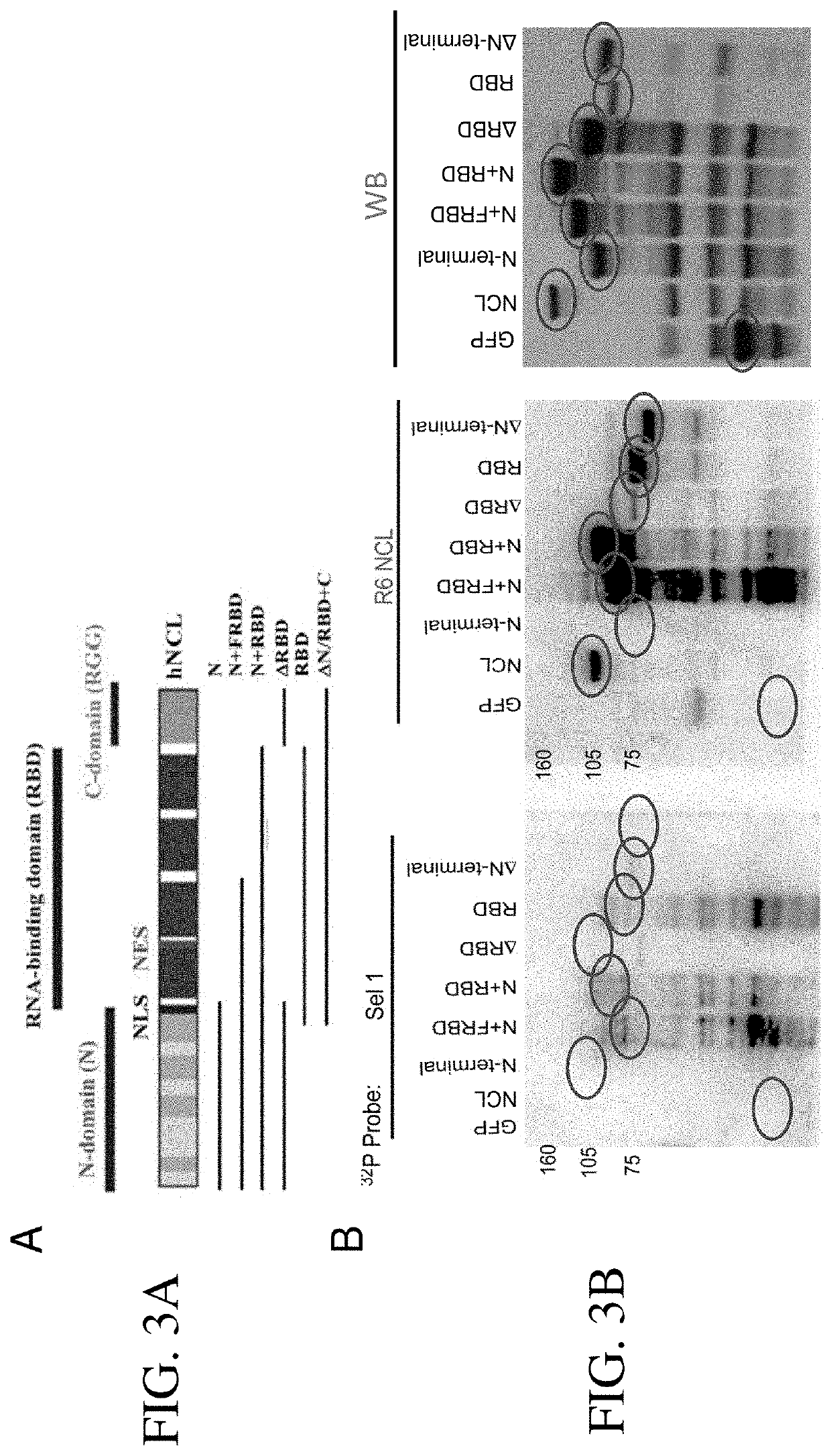 Nucleolin-targeting aptamers and methods of using the same