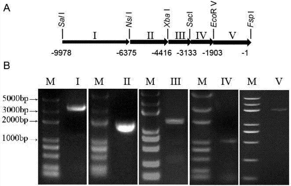 Specific promoter GmFTL2 for anthers, ovules and root caps of soybeans and application of specific promoter GmFTL2