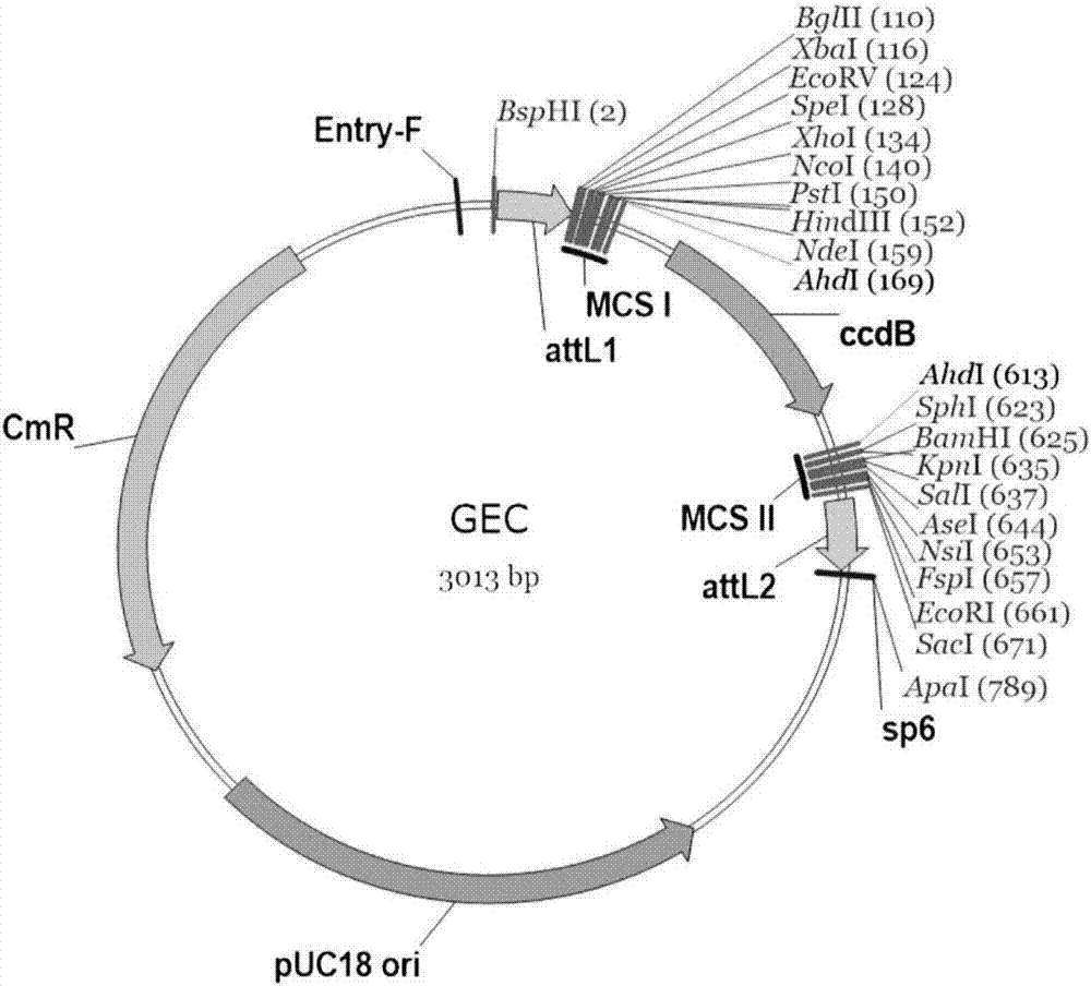 Specific promoter GmFTL2 for anthers, ovules and root caps of soybeans and application of specific promoter GmFTL2