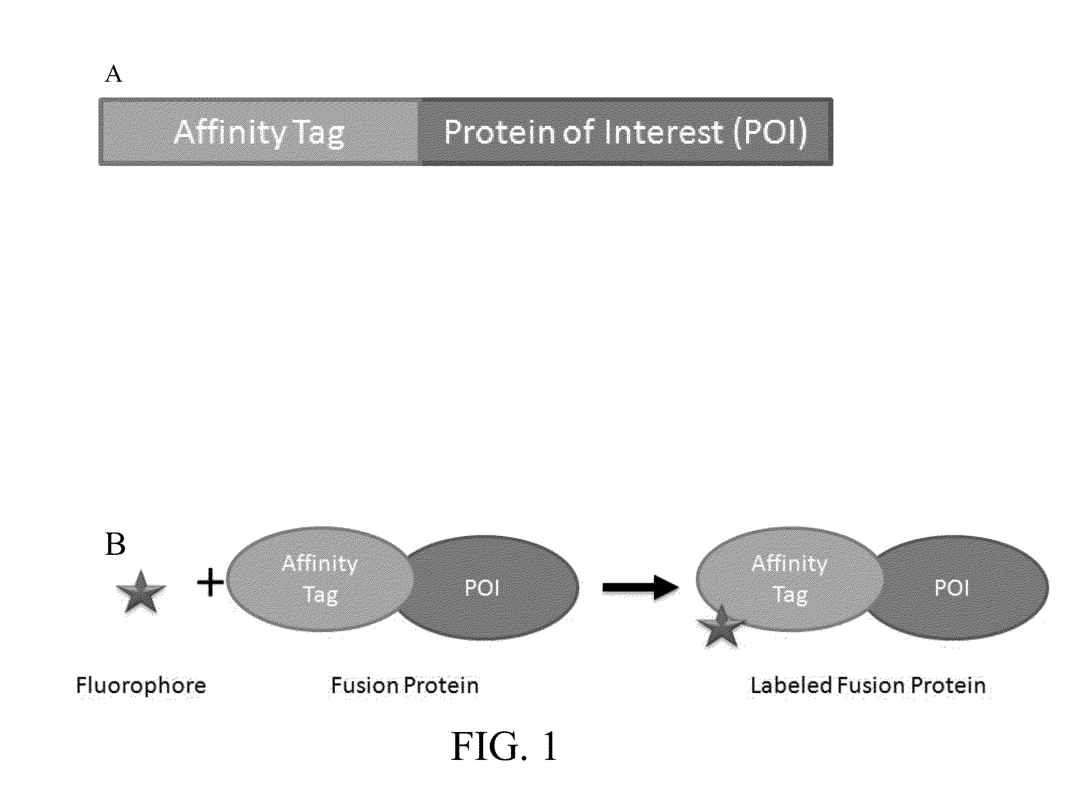 High throughput detection of fusion proteins