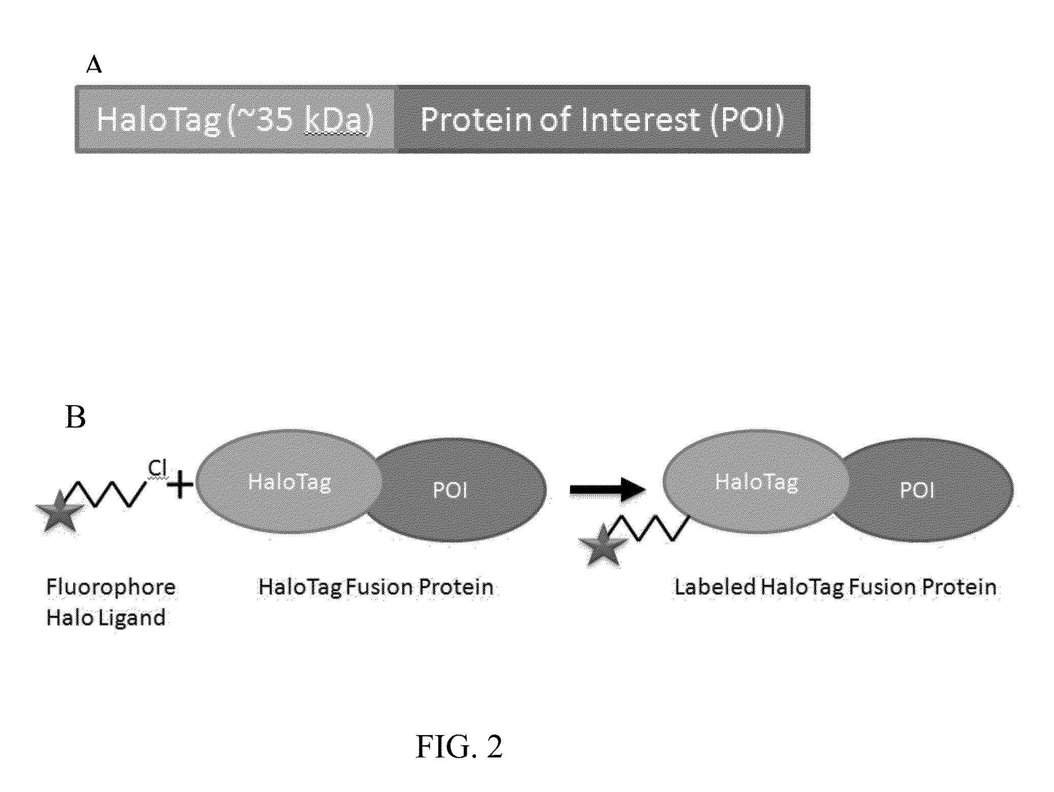 High throughput detection of fusion proteins