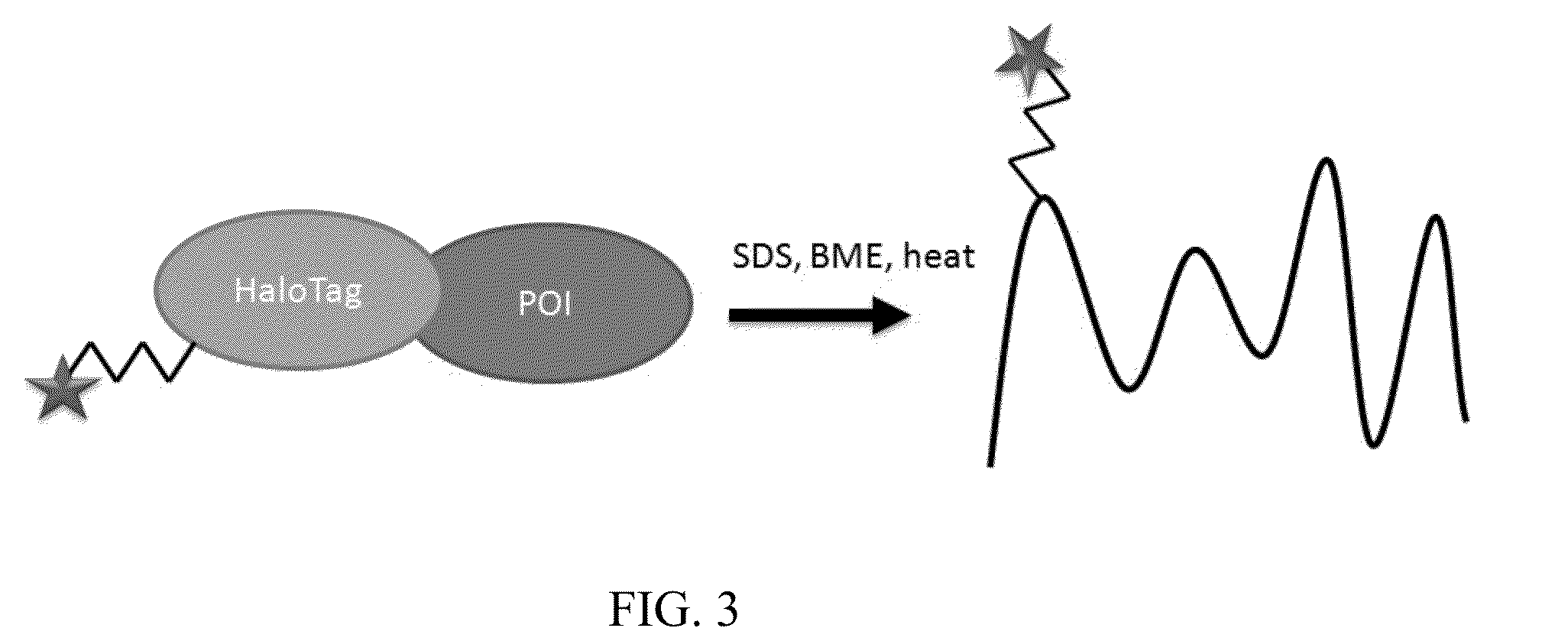 High throughput detection of fusion proteins