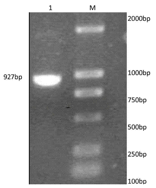 Application of siniperca chuatsi ISKNV (Infectious Spleen and Kidney Necrosis Virus) ORF093 protein