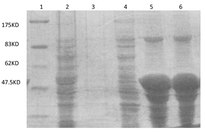 Application of siniperca chuatsi ISKNV (Infectious Spleen and Kidney Necrosis Virus) ORF093 protein